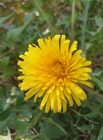 Annexe 90640185_207554370562446_5154833677238140928_n.jpg