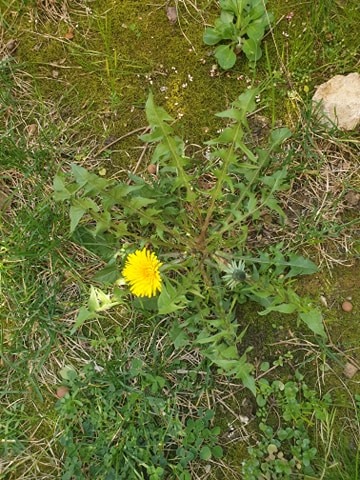 Annexe 90654210_689176311898182_8385252041403924480_n.jpg