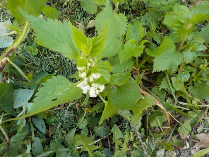 Annexe DSCN0956 (800x600).jpg