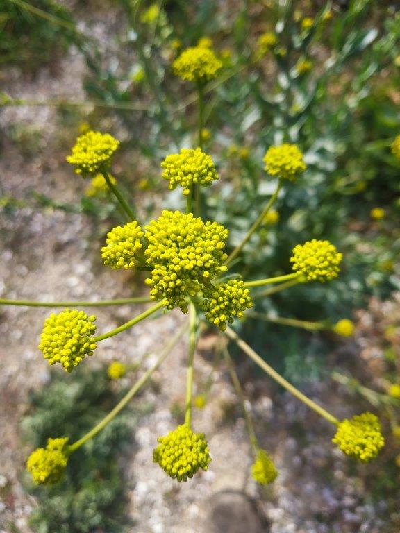 Annexe 2020-03-26_16-44-54_100.jpg