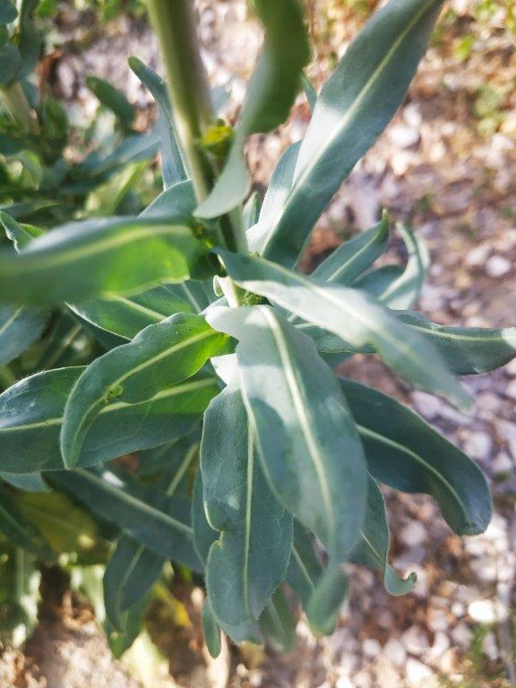 Annexe 2020-03-26_16-45-36_587.jpg