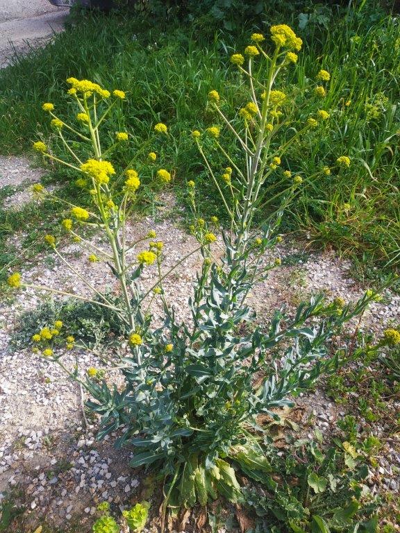 Annexe 2020-03-26_16-46-04_687.jpg