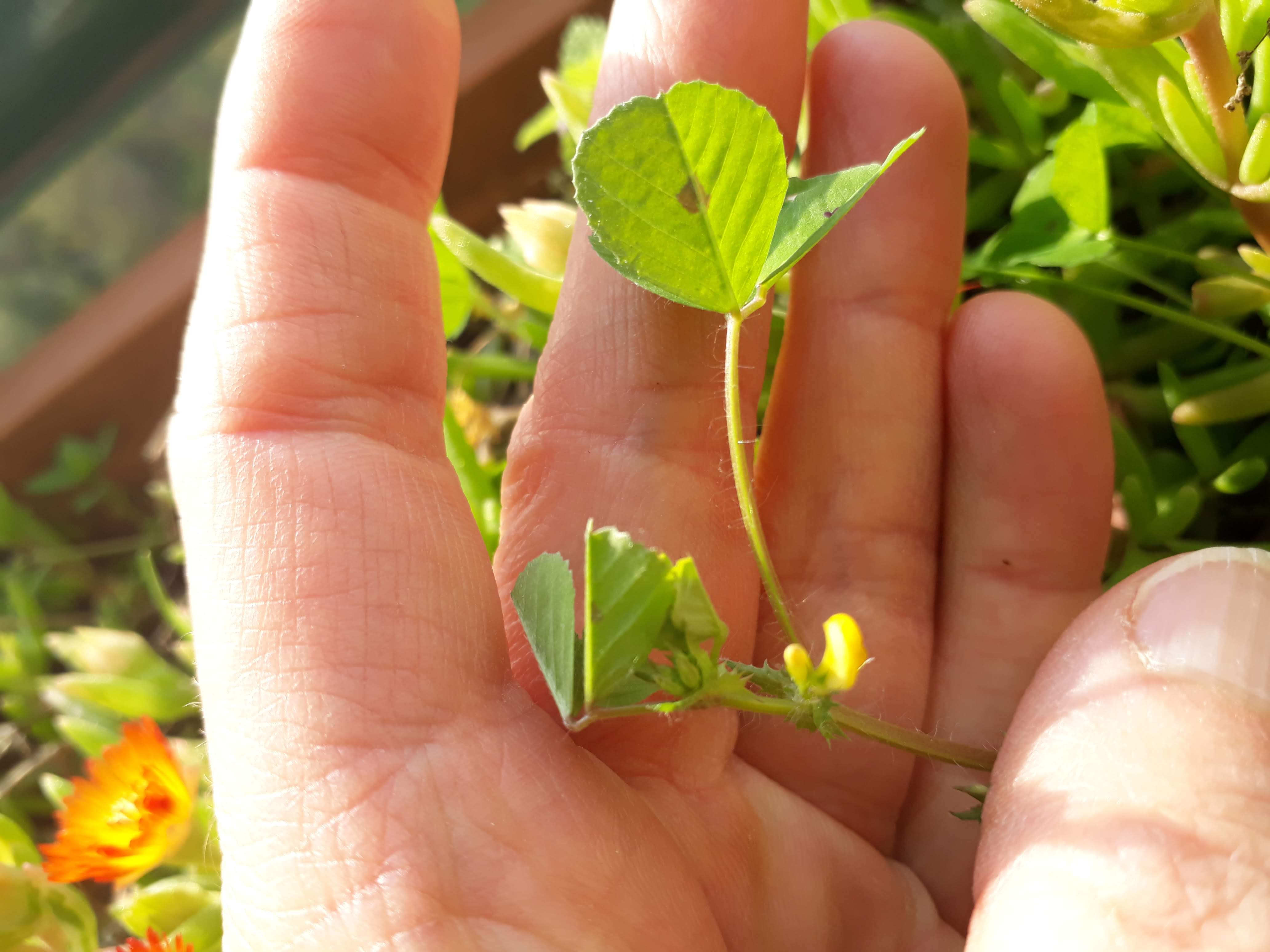 Annexe 20200326_162703.jpg