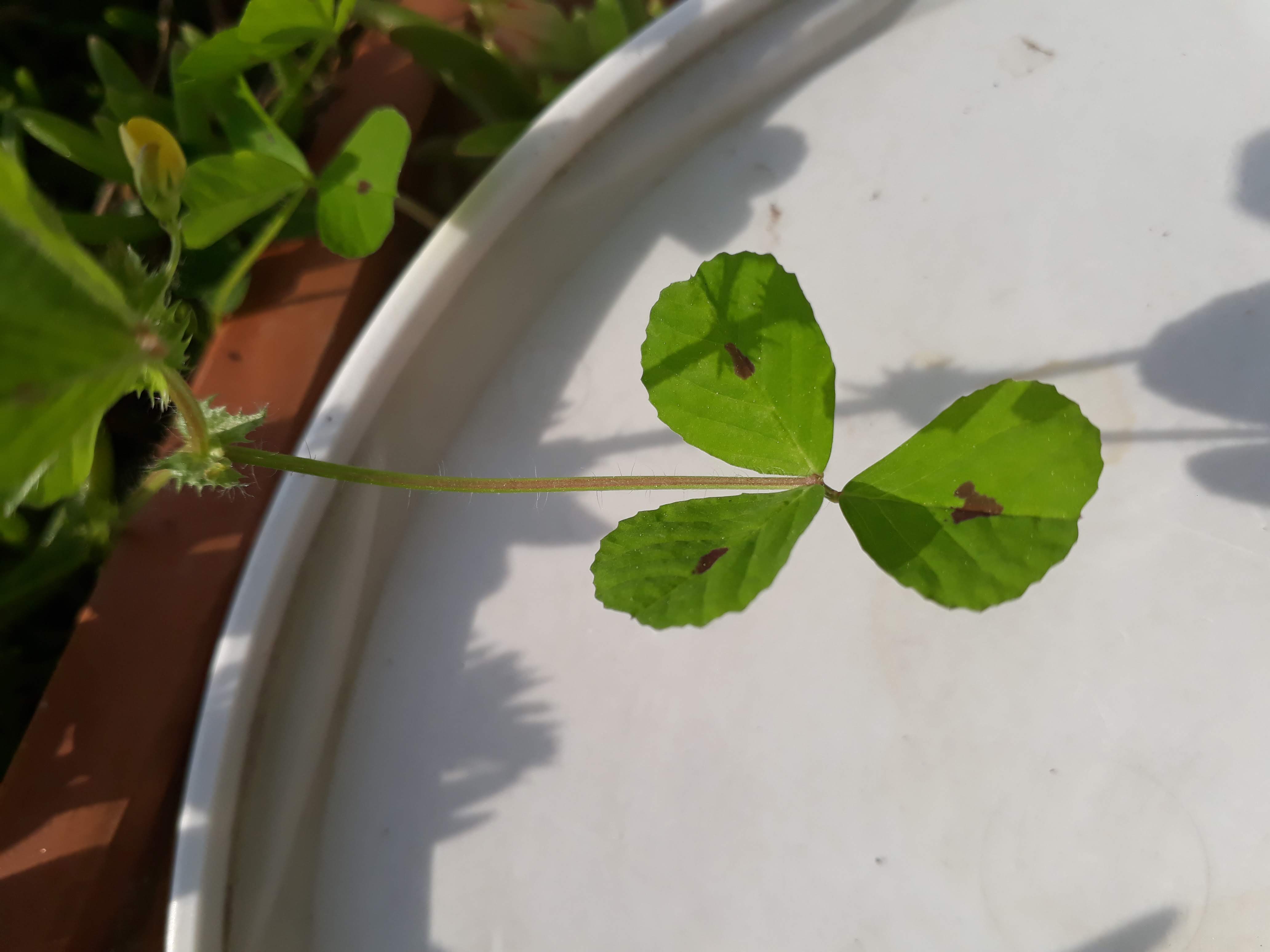 Annexe 20200326_162800.jpg