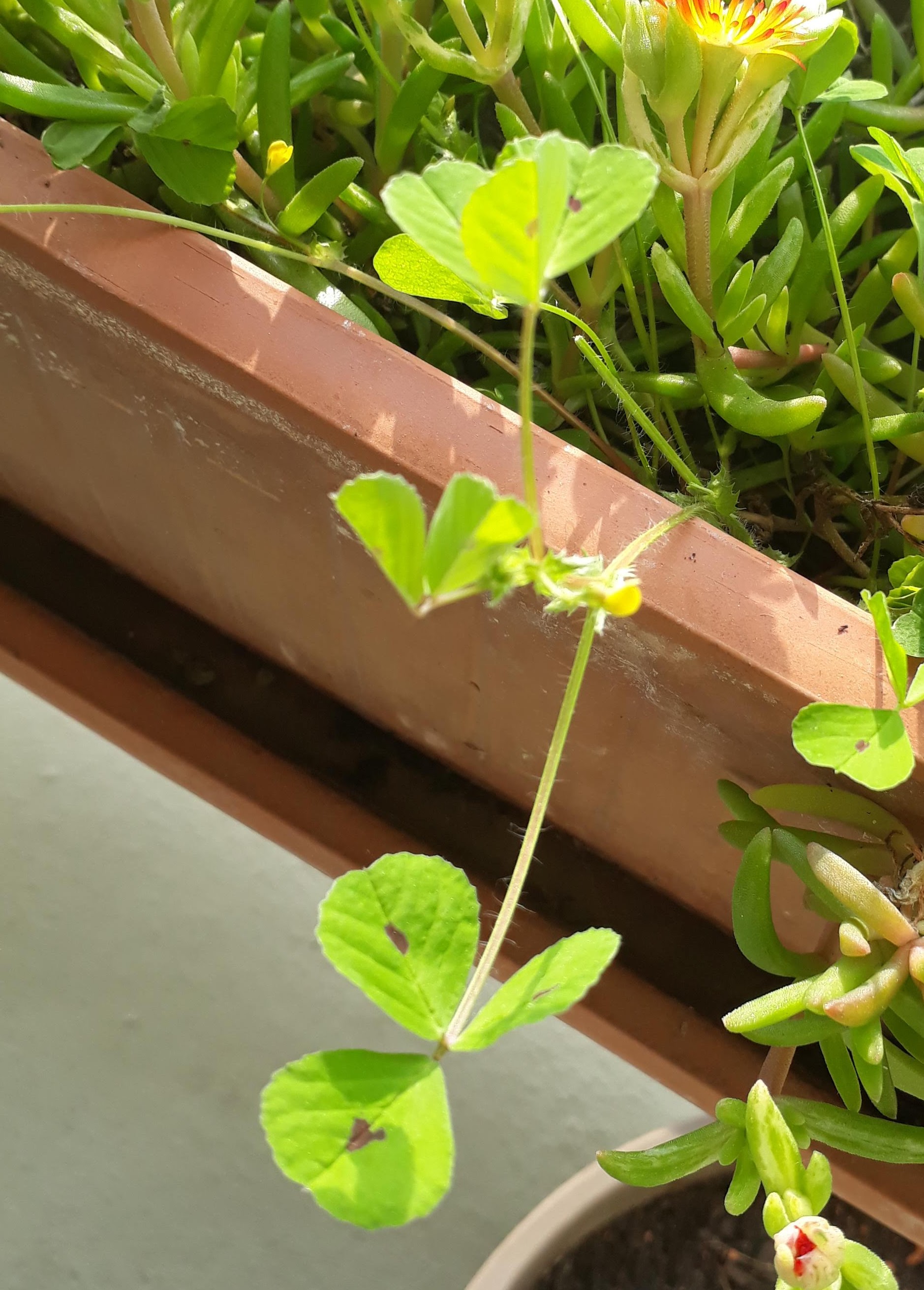 Annexe 20200326_162821.jpg