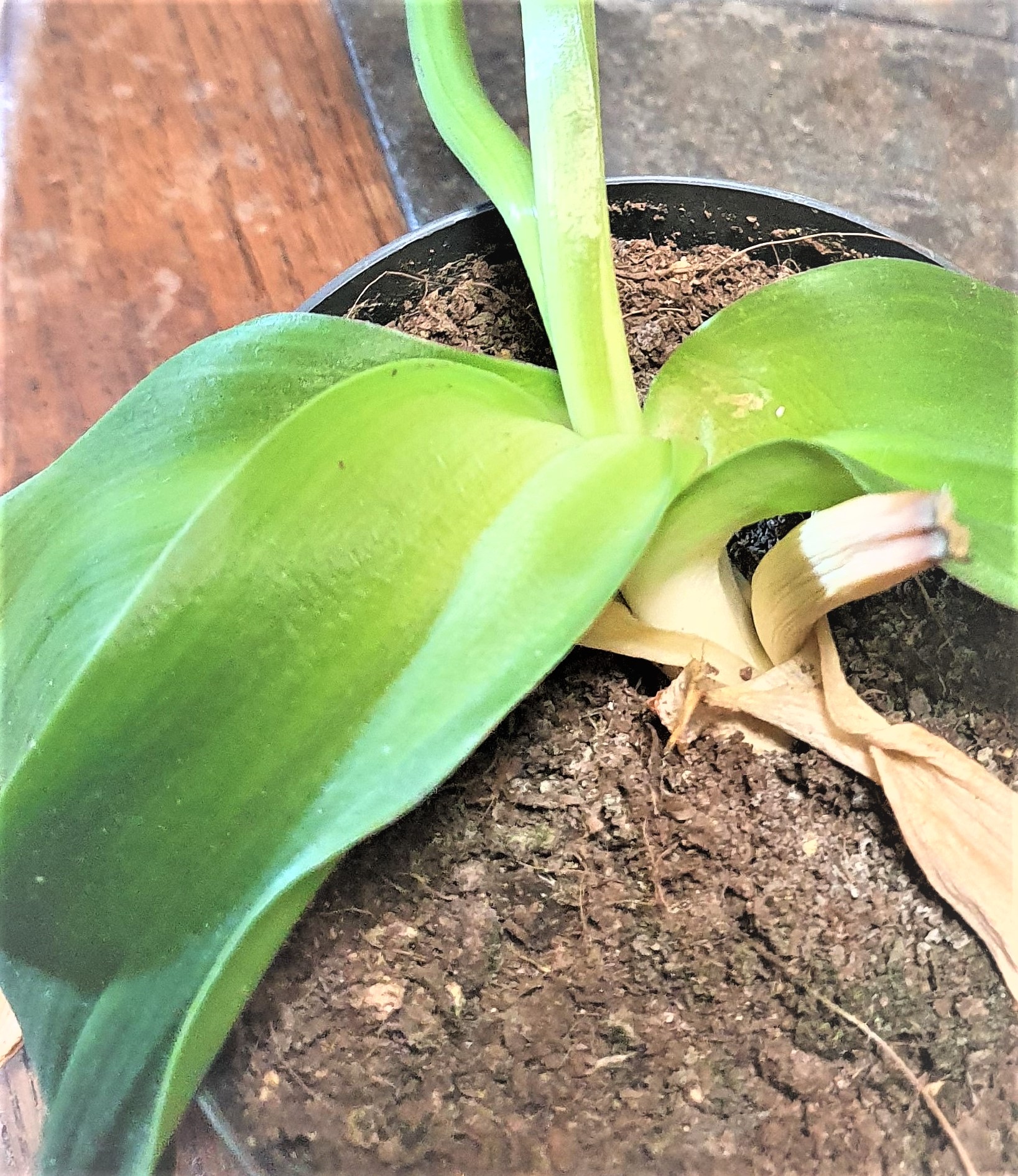 Annexe 20200326_153710.1.jpg