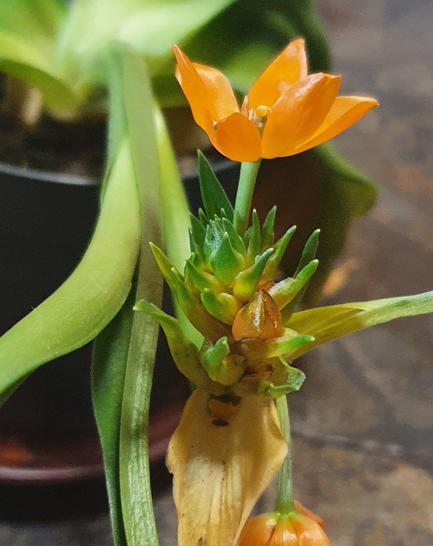 Annexe 20200326_153728.jpg