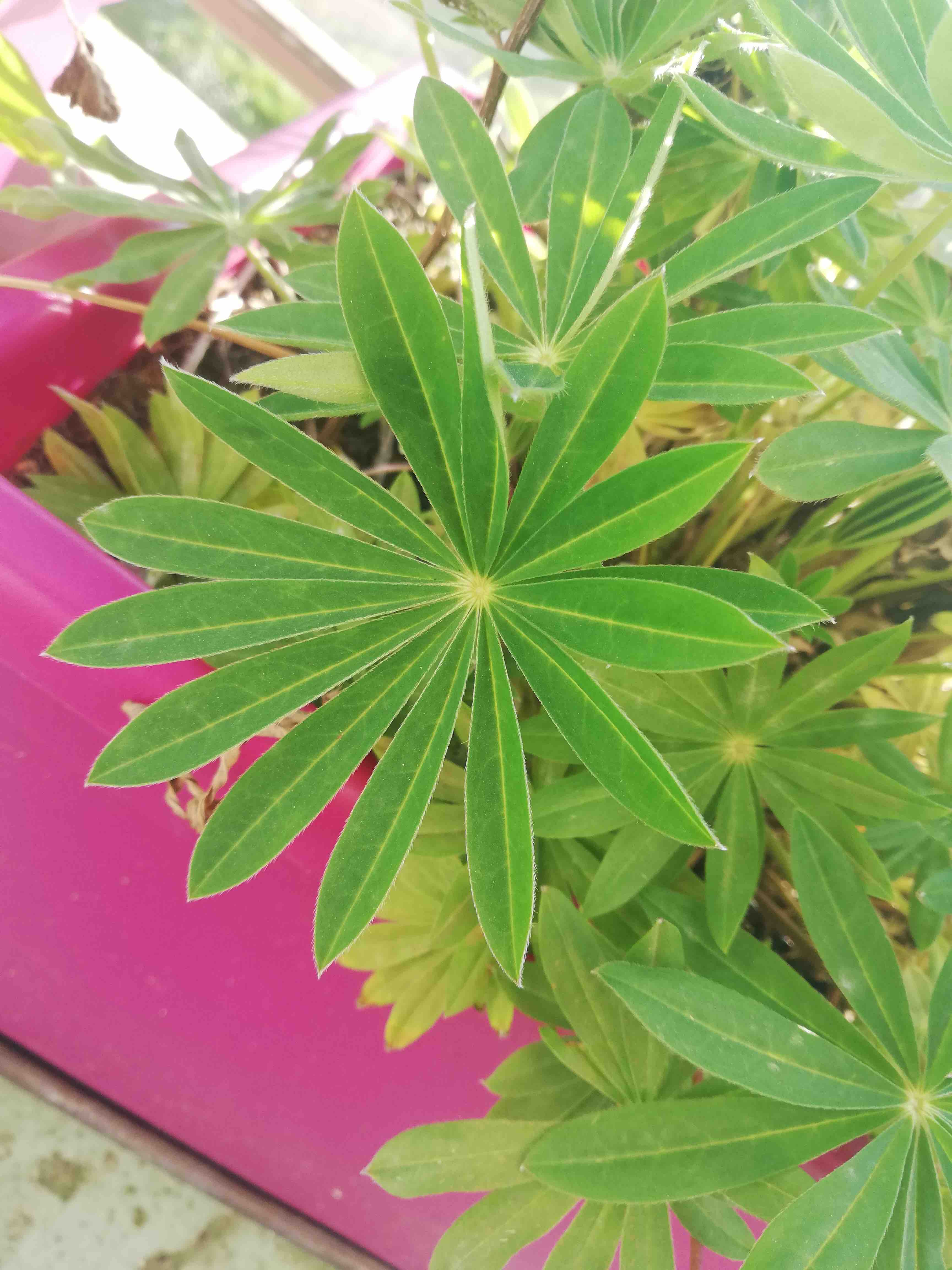 Annexe IMG_20200326_170043.jpg