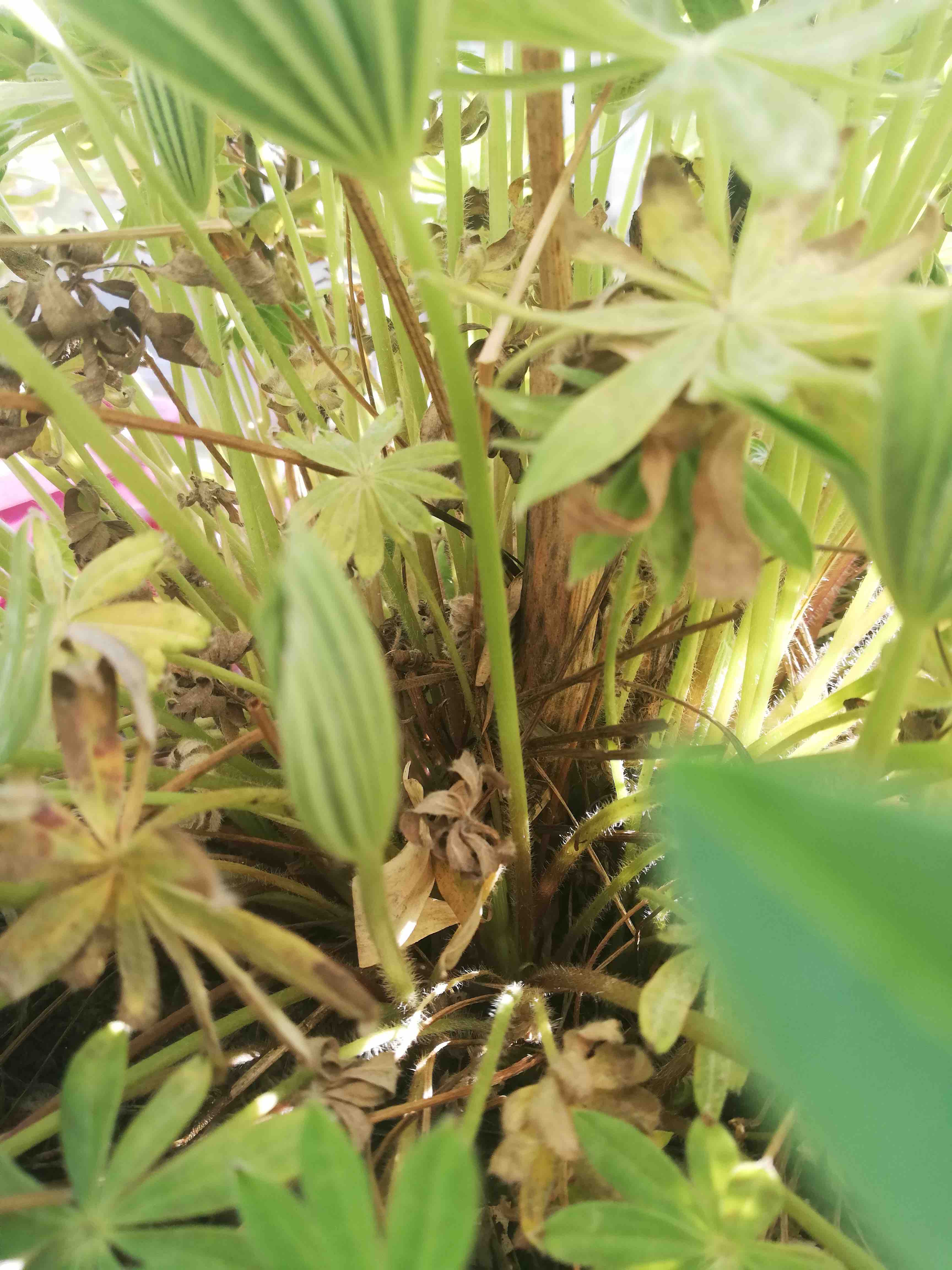 Annexe IMG_20200326_170111.jpg