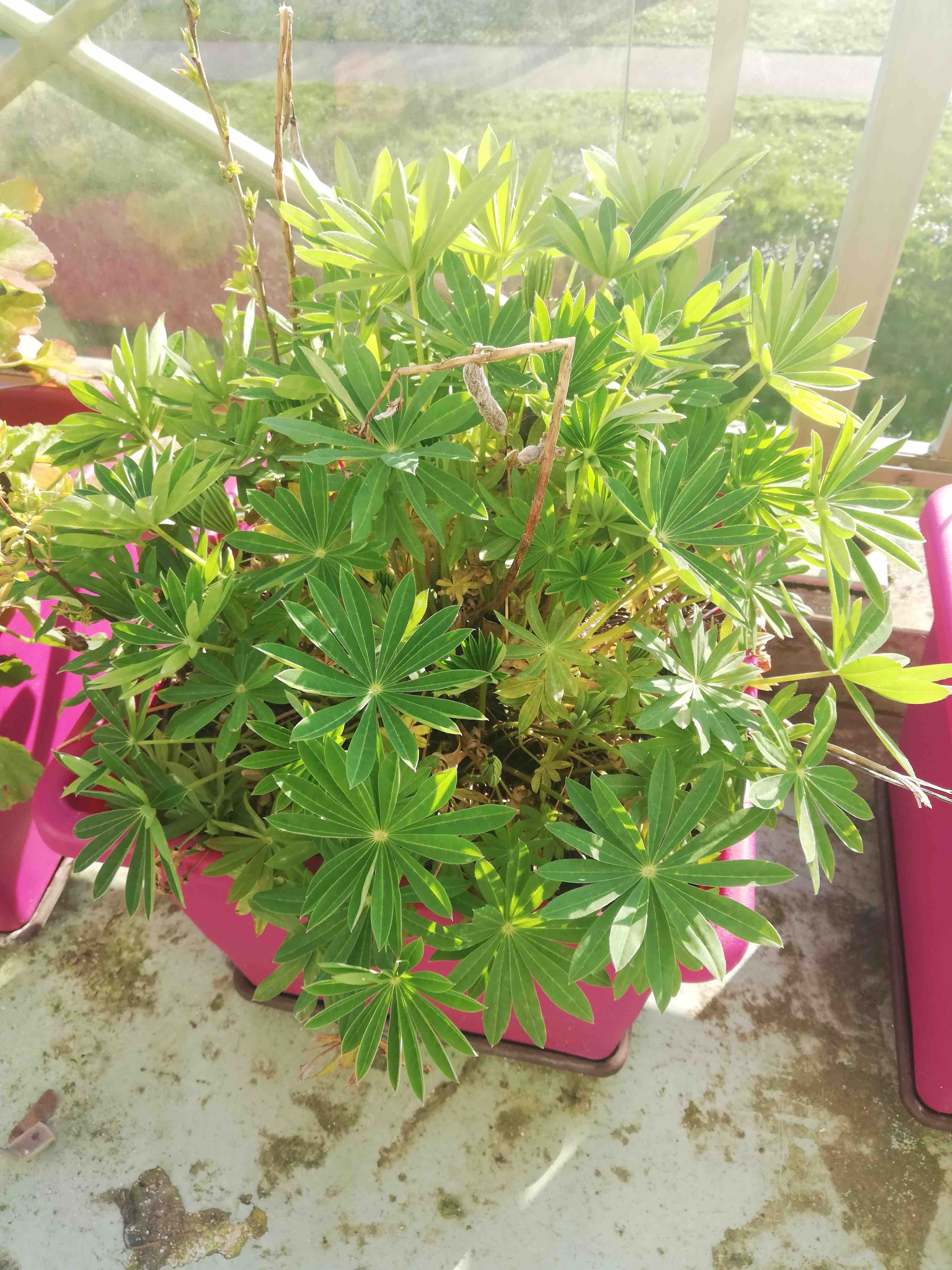 Annexe IMG_20200326_170127.jpg