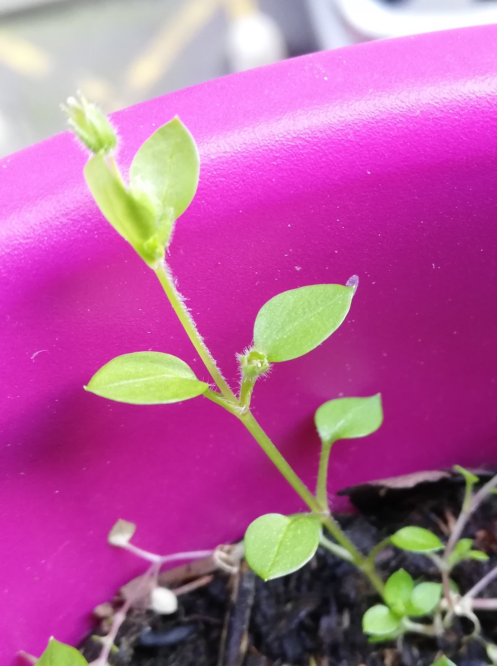 Annexe IMG_20200326_164945_2.jpg