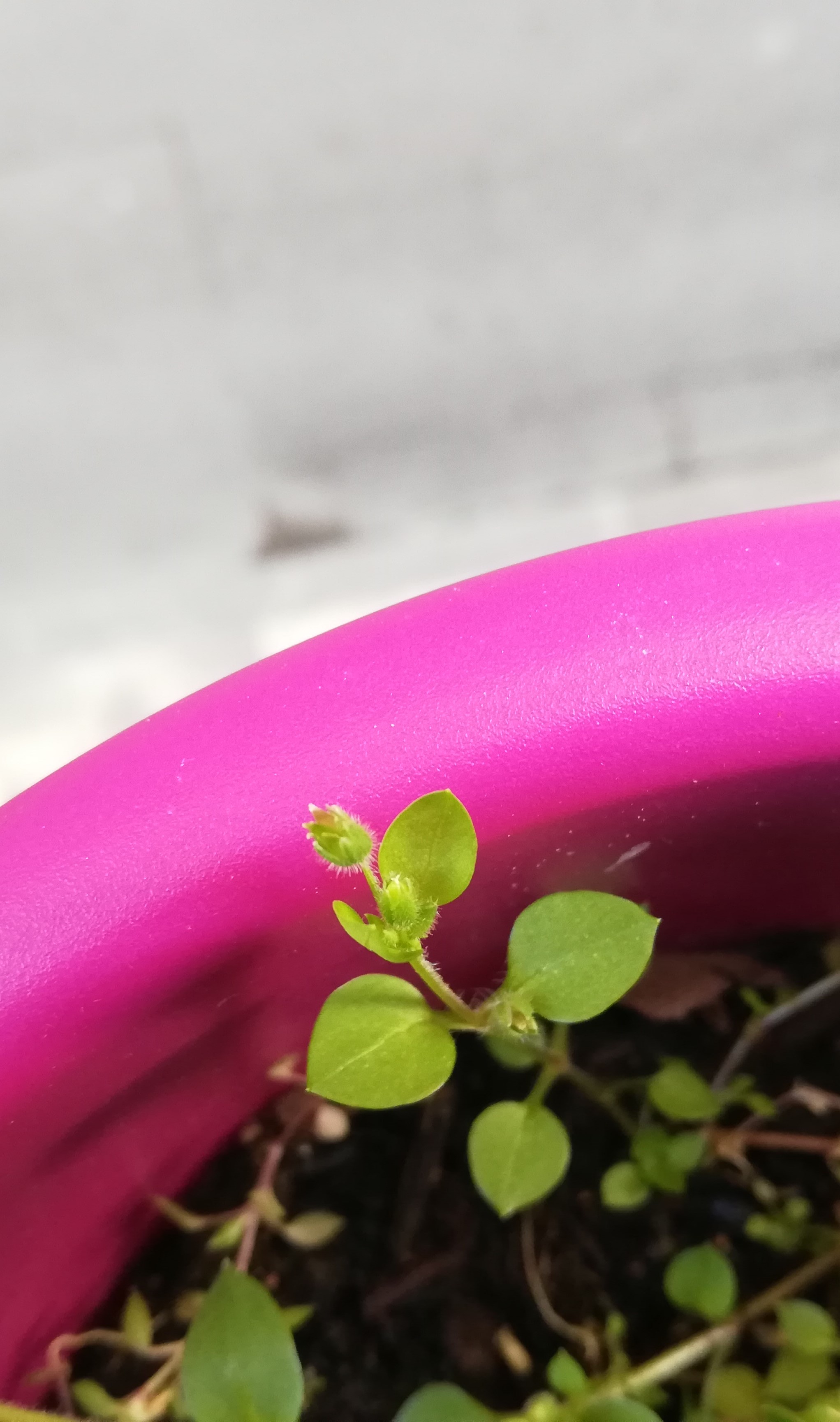 Annexe IMG_20200326_164959.jpg