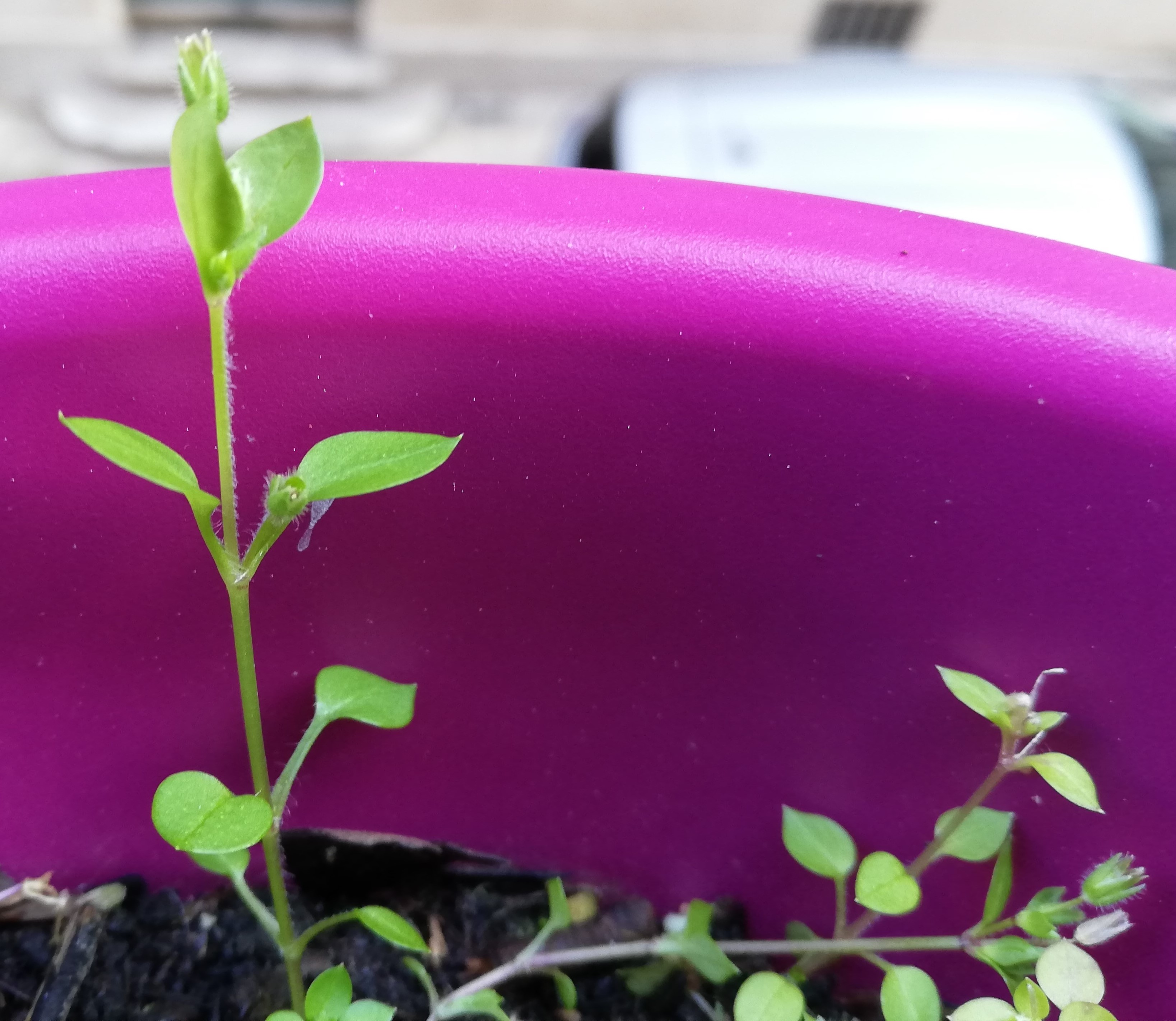 Annexe IMG_20200326_165038.jpg