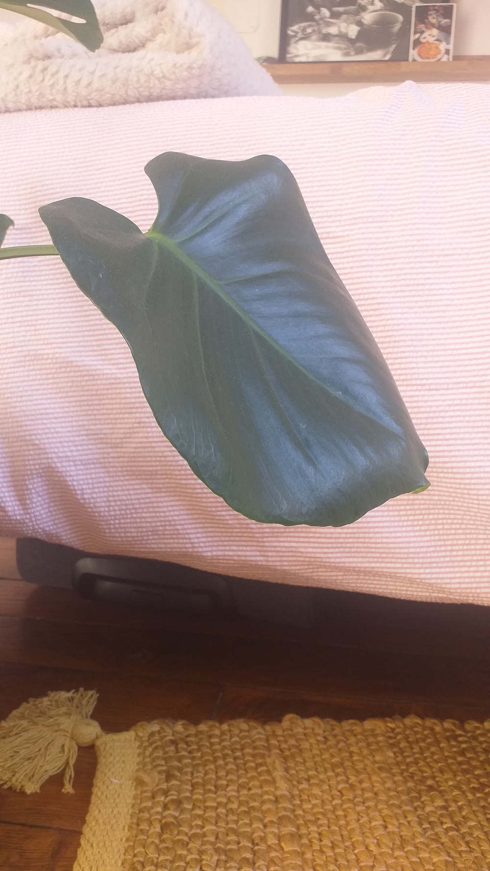 Annexe 20200326_170620.jpg