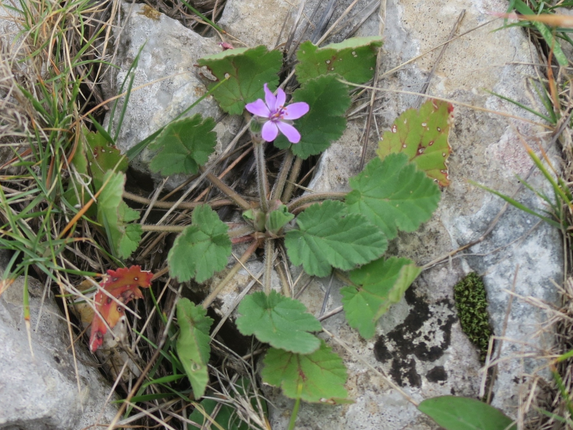 Annexe IMG_2536_zoom.JPG