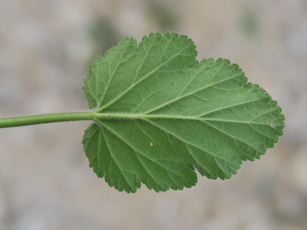 Annexe IMG_2543_feuille.JPG