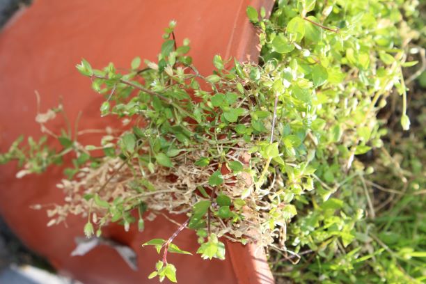 Annexe n°1 vue du feuillage.JPG