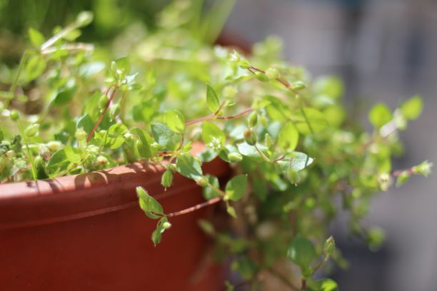 Annexe n°2 Fleur.JPG