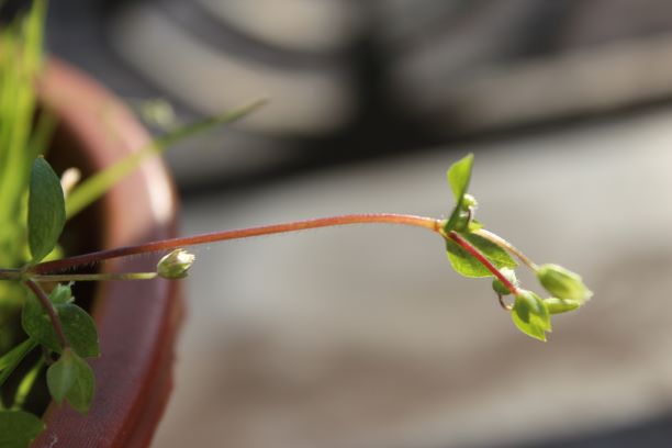 Annexe n°3 vue de profil.JPG