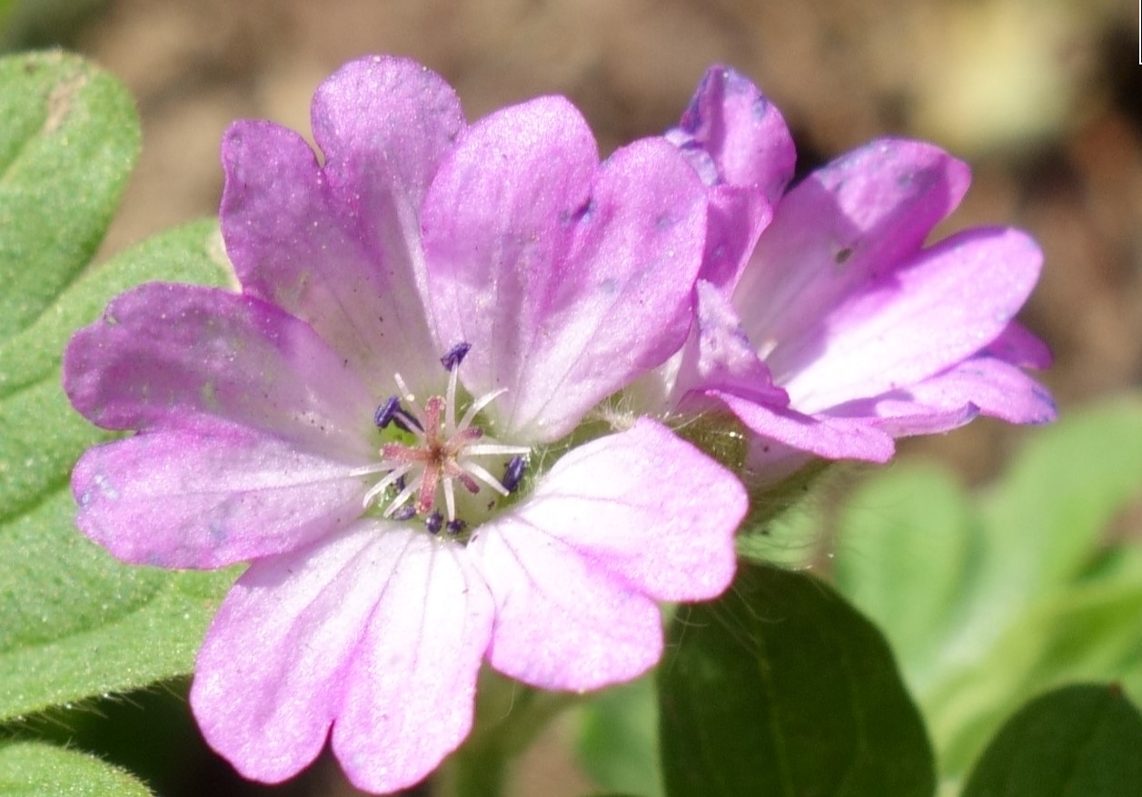 Annexe Fleurs de géranium mou.jpg
