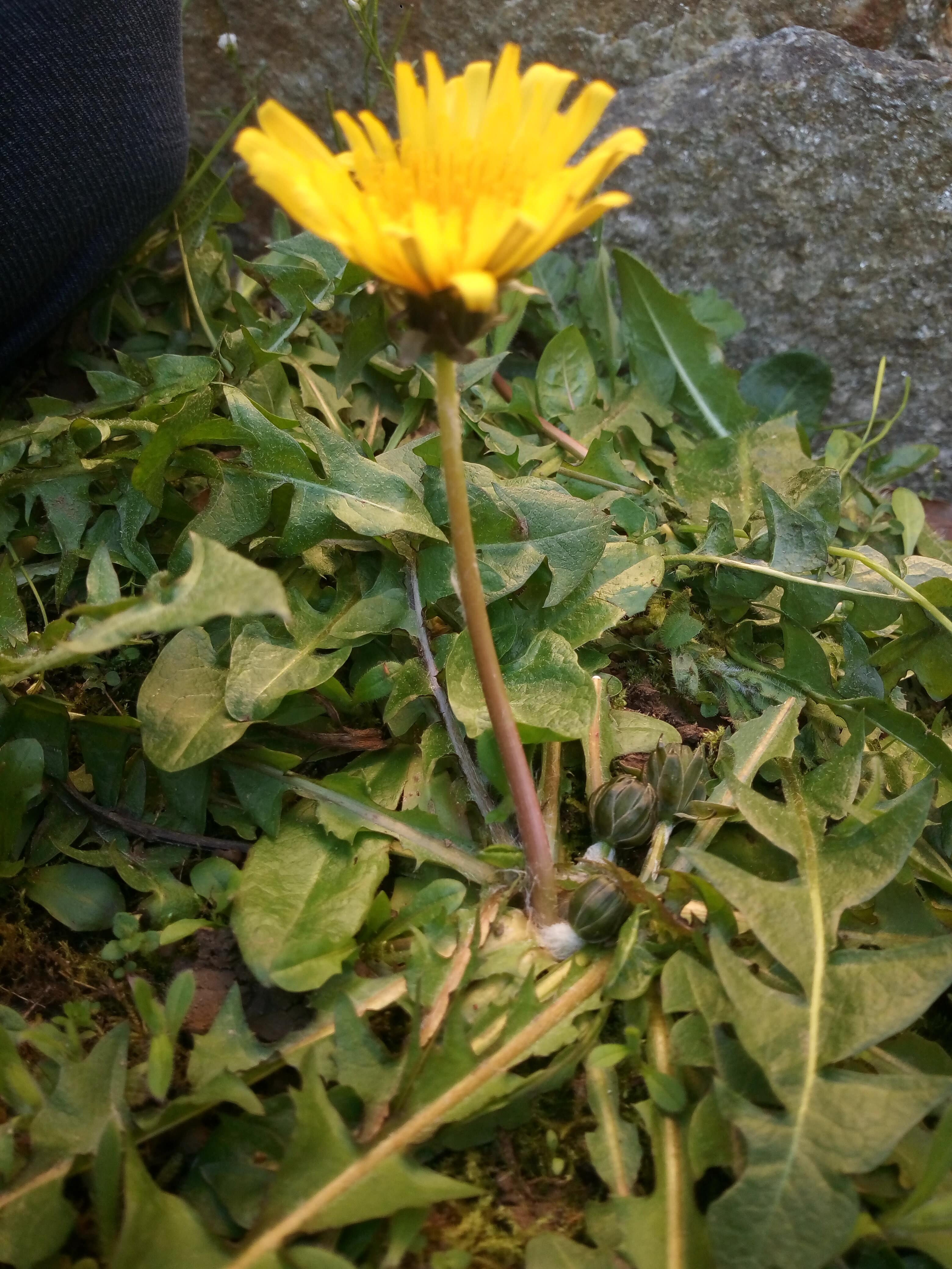 Annexe IMG_20200326_172422.jpg