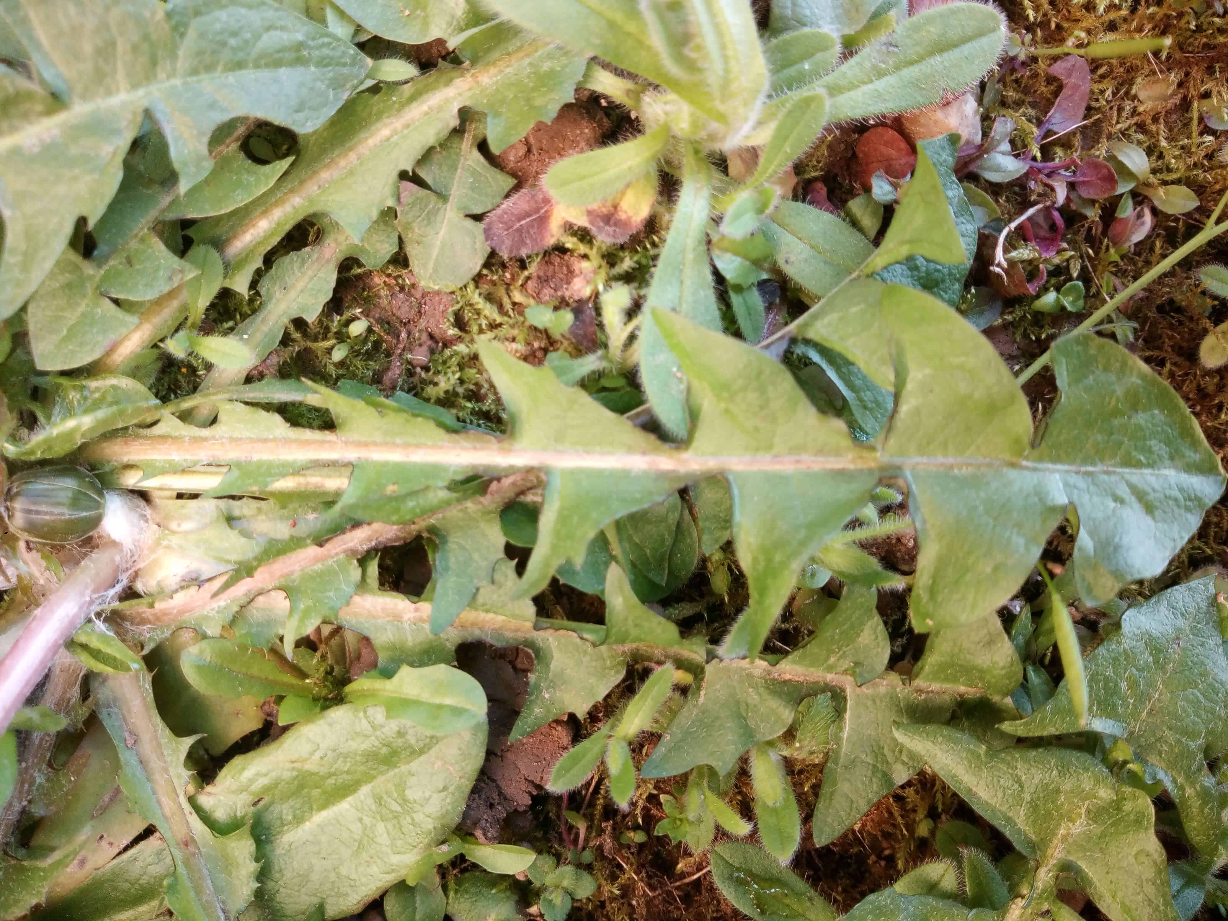 Annexe IMG_20200326_172435 (1).jpg