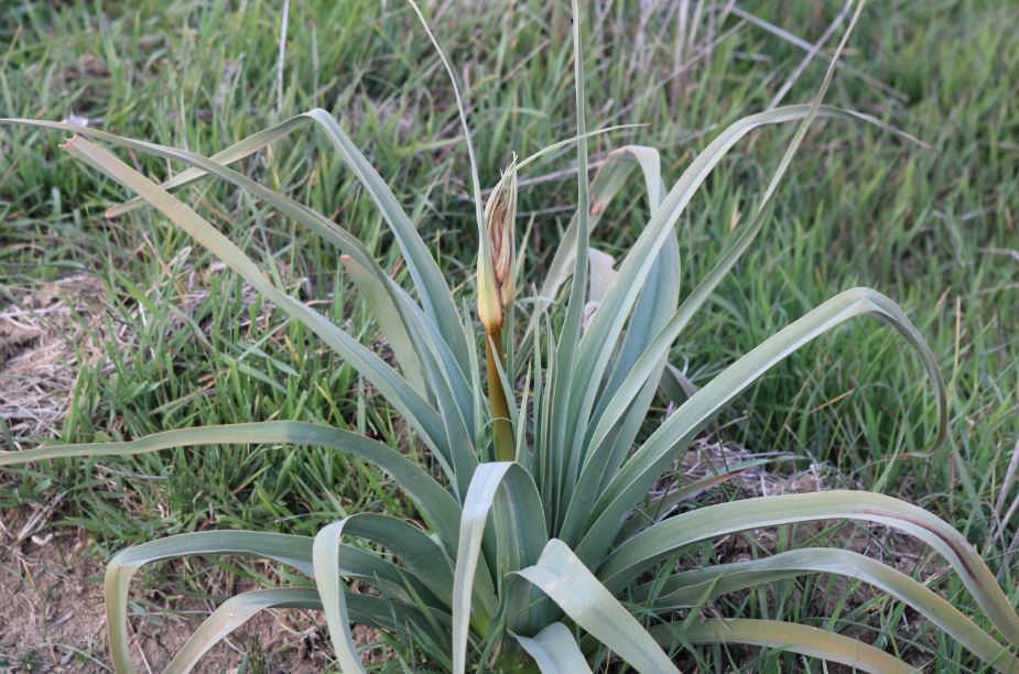 Annexe Capture111.JPG