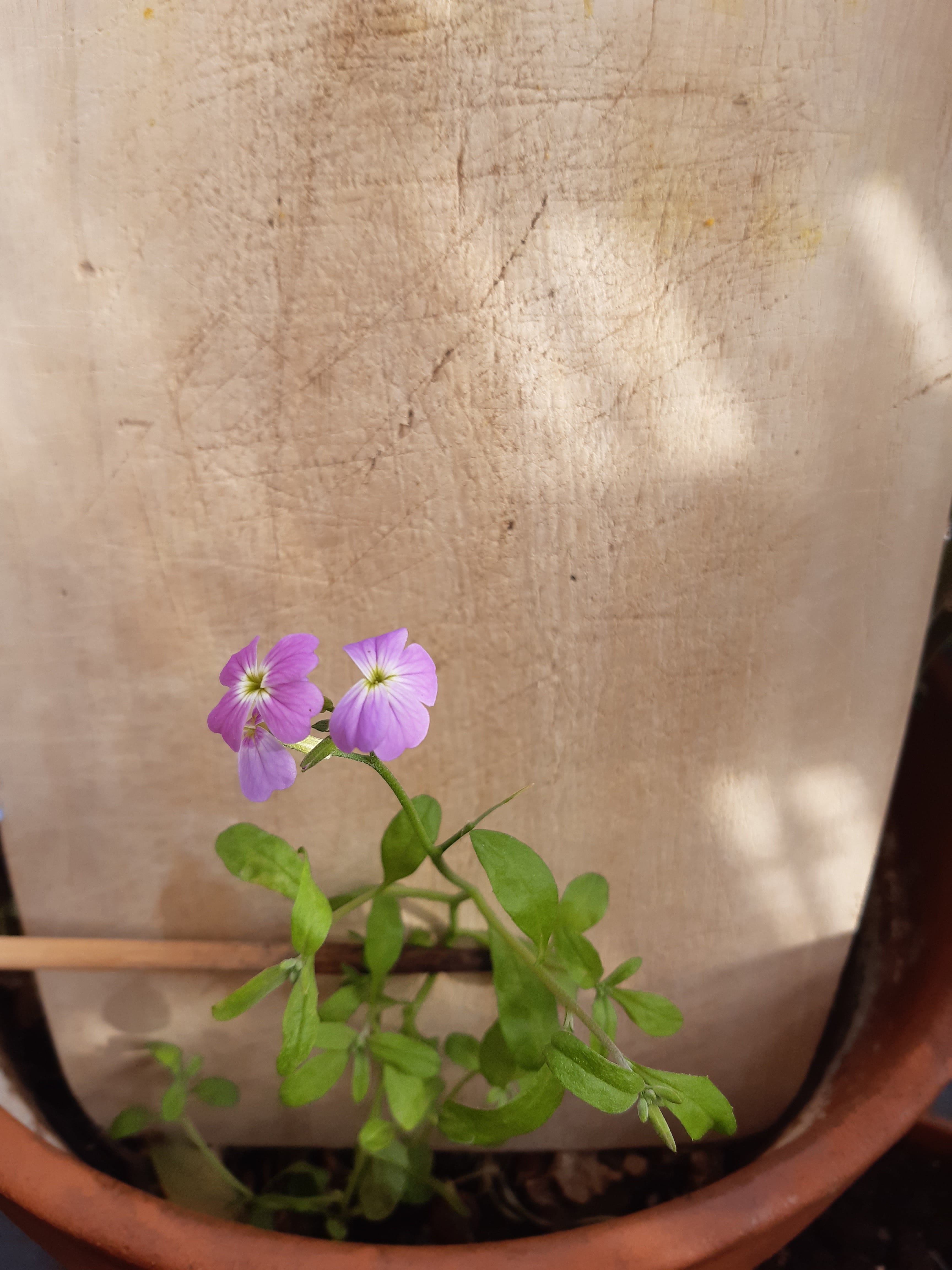 Annexe 20200326_165636-min.jpg