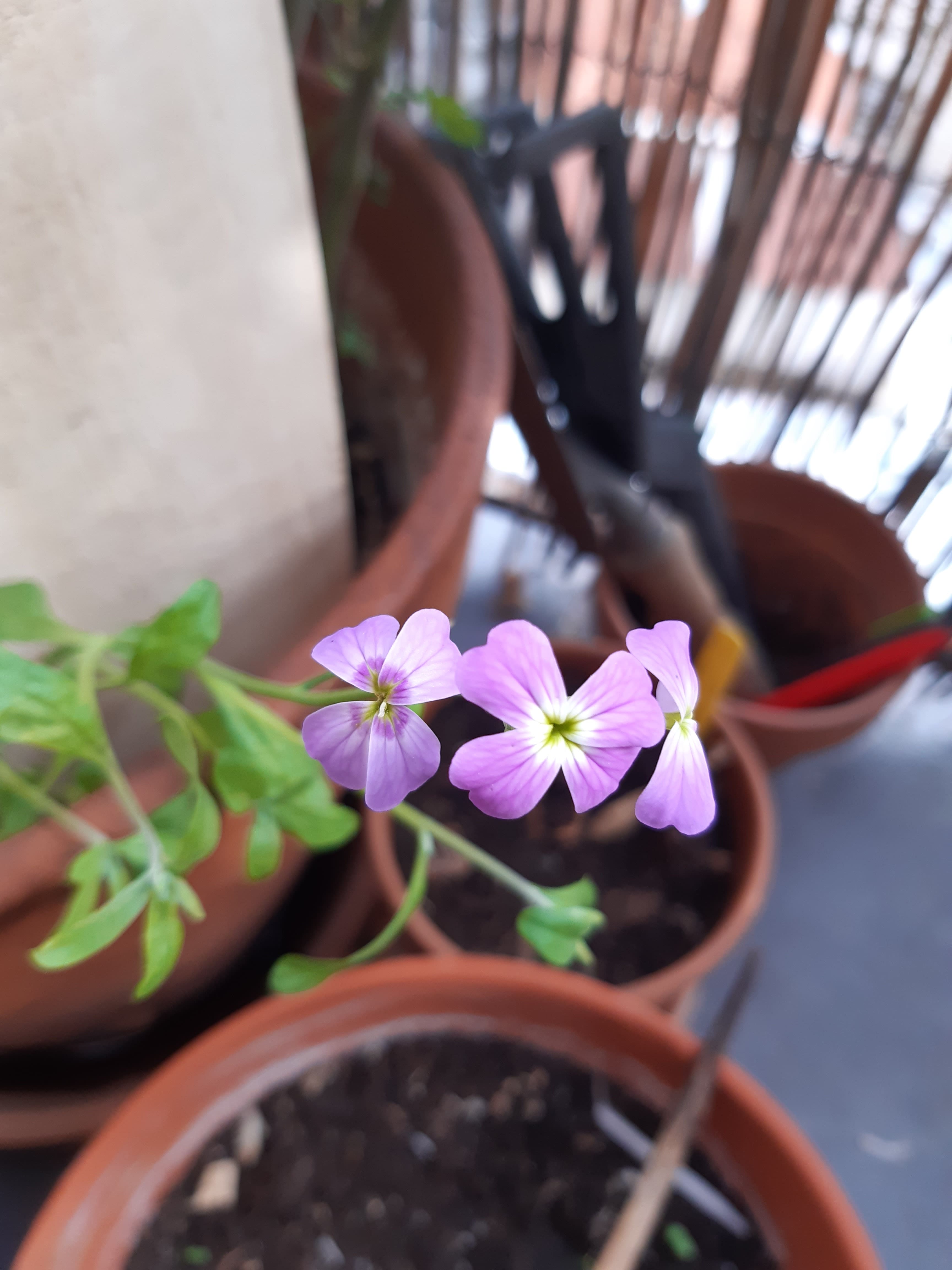 Annexe 20200326_165904-min.jpg