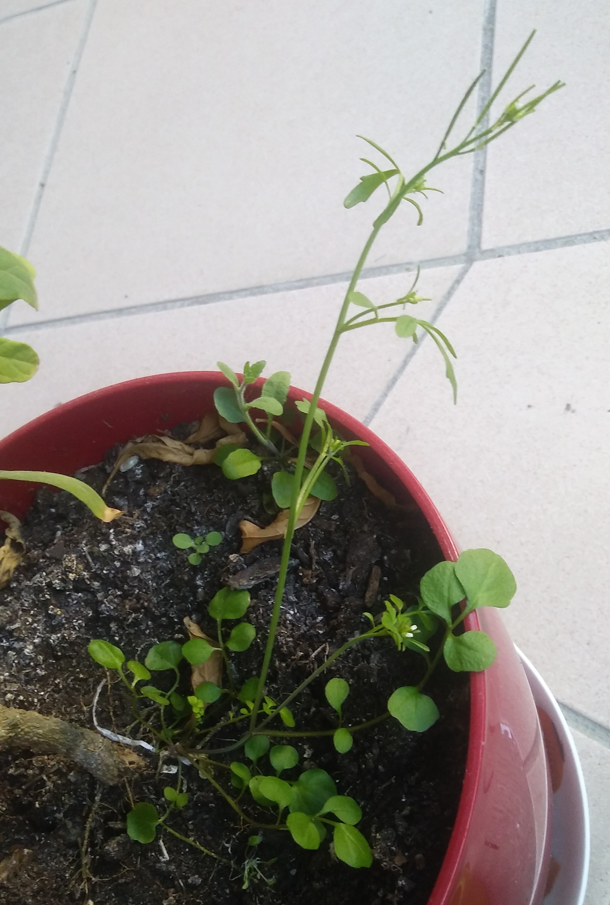 Annexe 20200326_172600.jpg