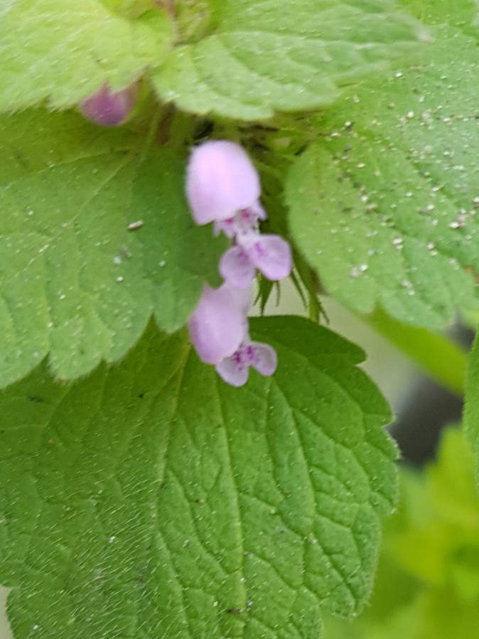 Annexe 1585240331517.JPEG