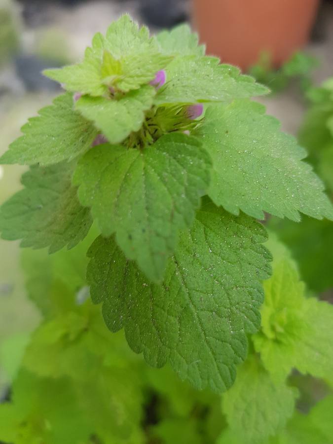 Annexe 1585240450575.JPEG