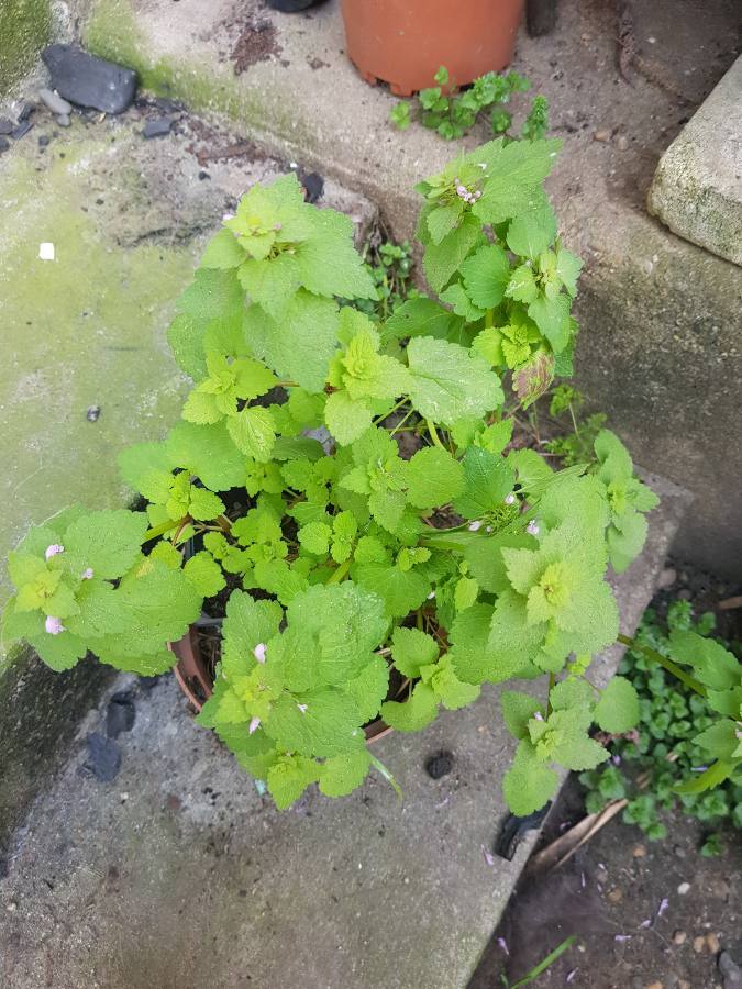 Annexe 1585241154503.JPEG