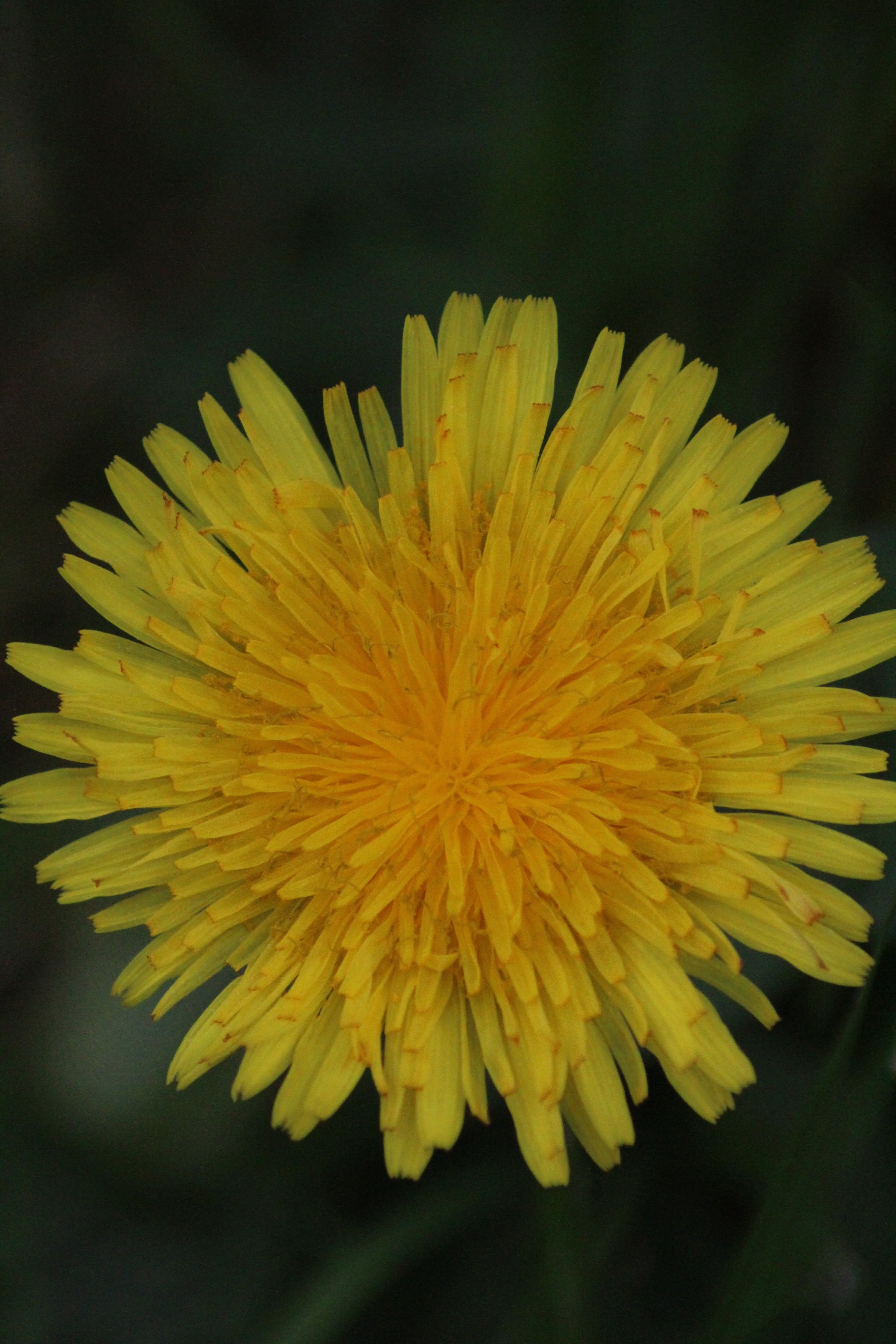 Annexe IMG_5759 - copie.jpg