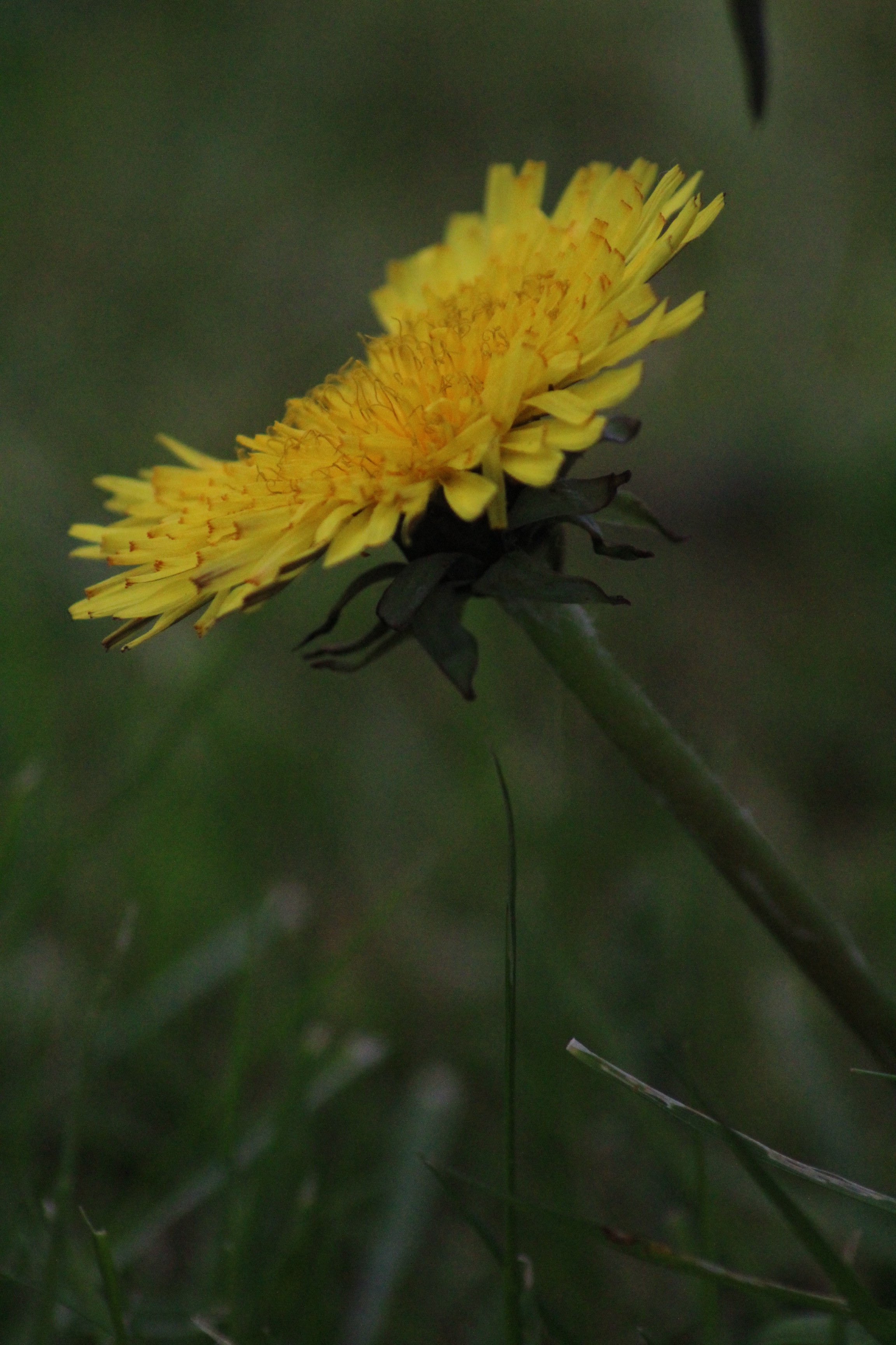 Annexe IMG_5764 - copie.jpg