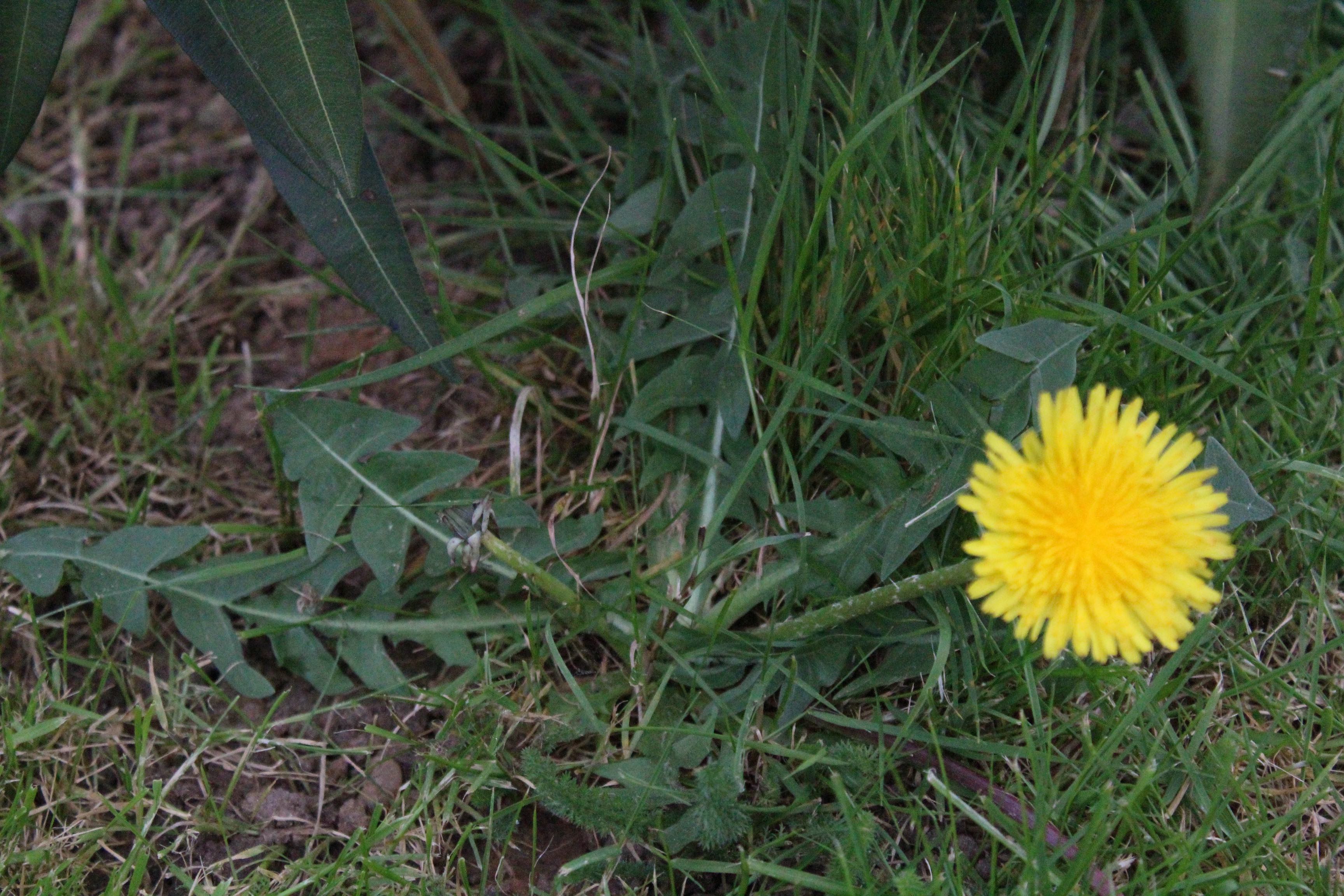 Annexe IMG_5770 - copie.jpg