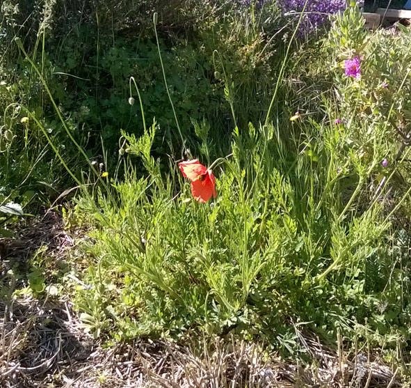 Annexe WP_20190514_001.jpg