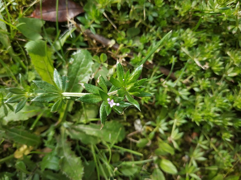 Annexe IMG_20200326_163730.jpg