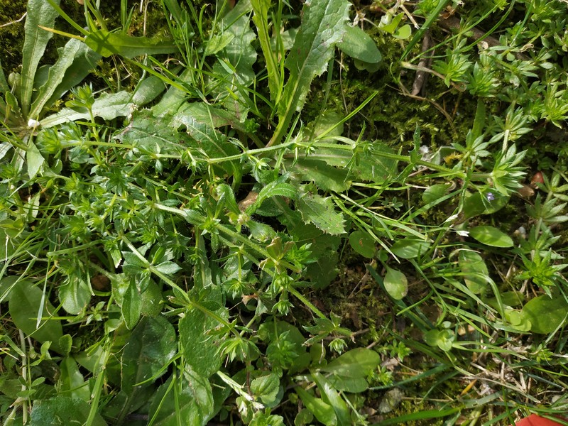 Annexe IMG_20200326_163756.jpg