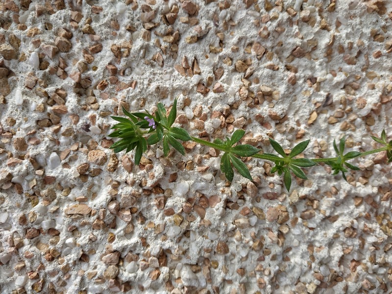 Annexe IMG_20200326_164520.jpg