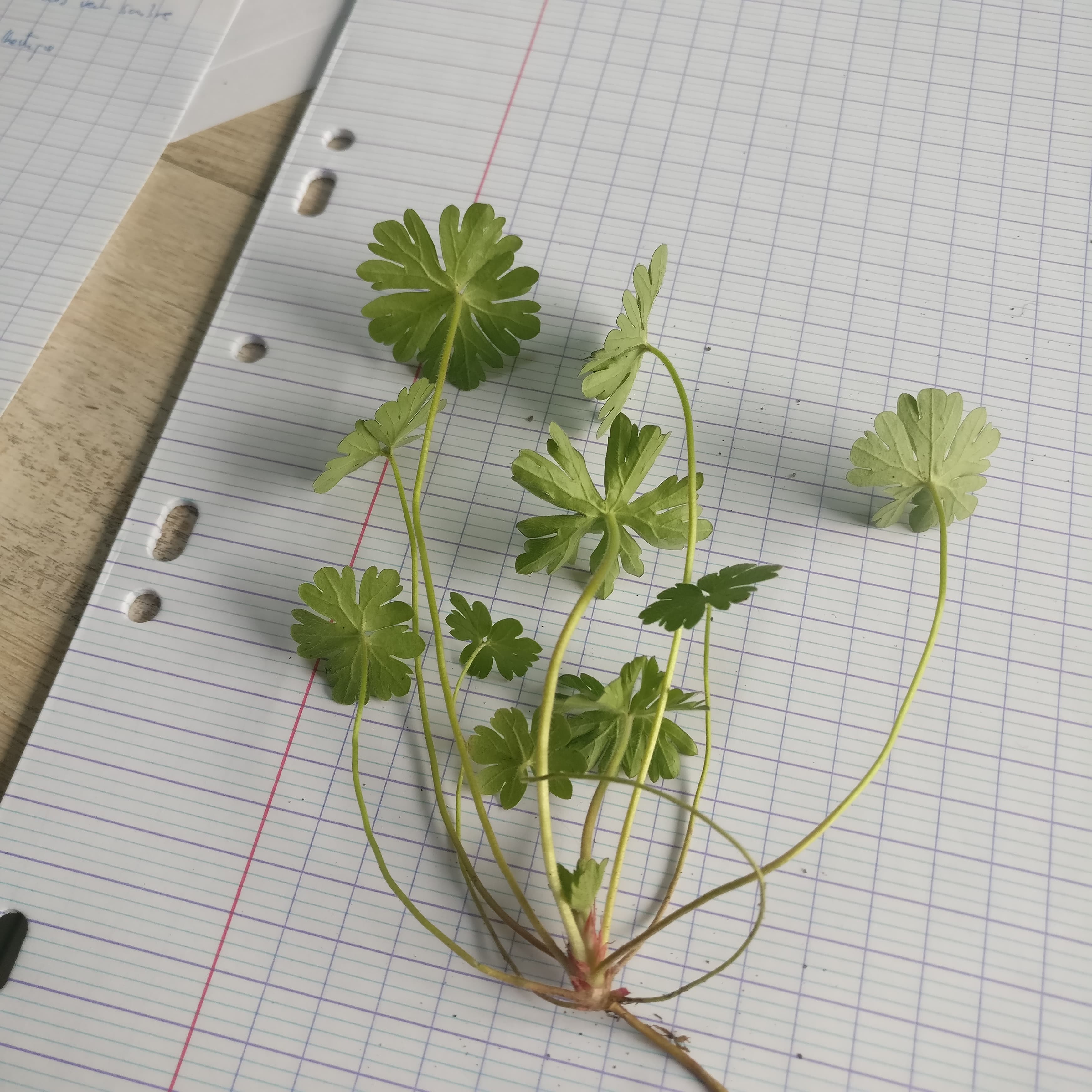 Annexe 90694462_2837286553024395_8381011173515984896_n.jpg