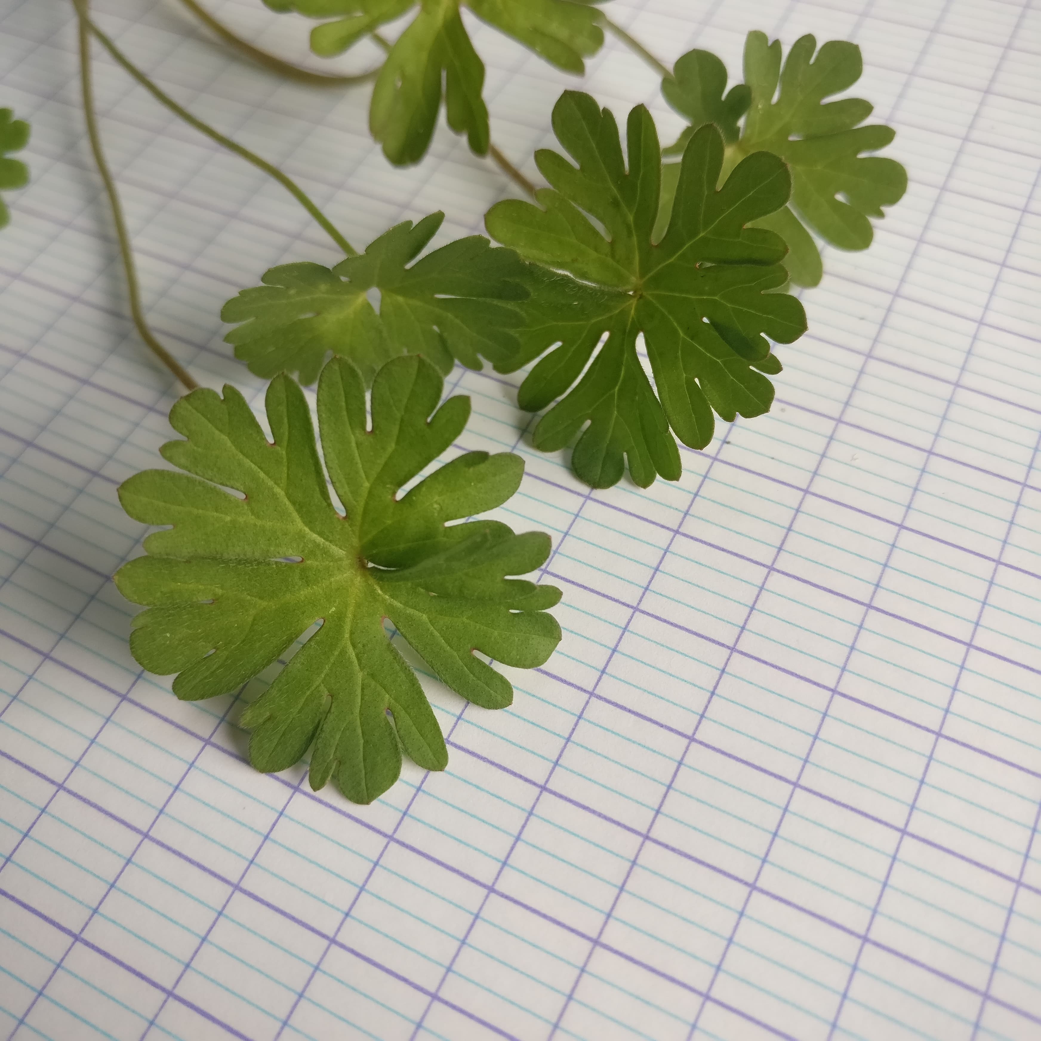 Annexe 90751563_1532003193631571_172611376961814528_n.jpg