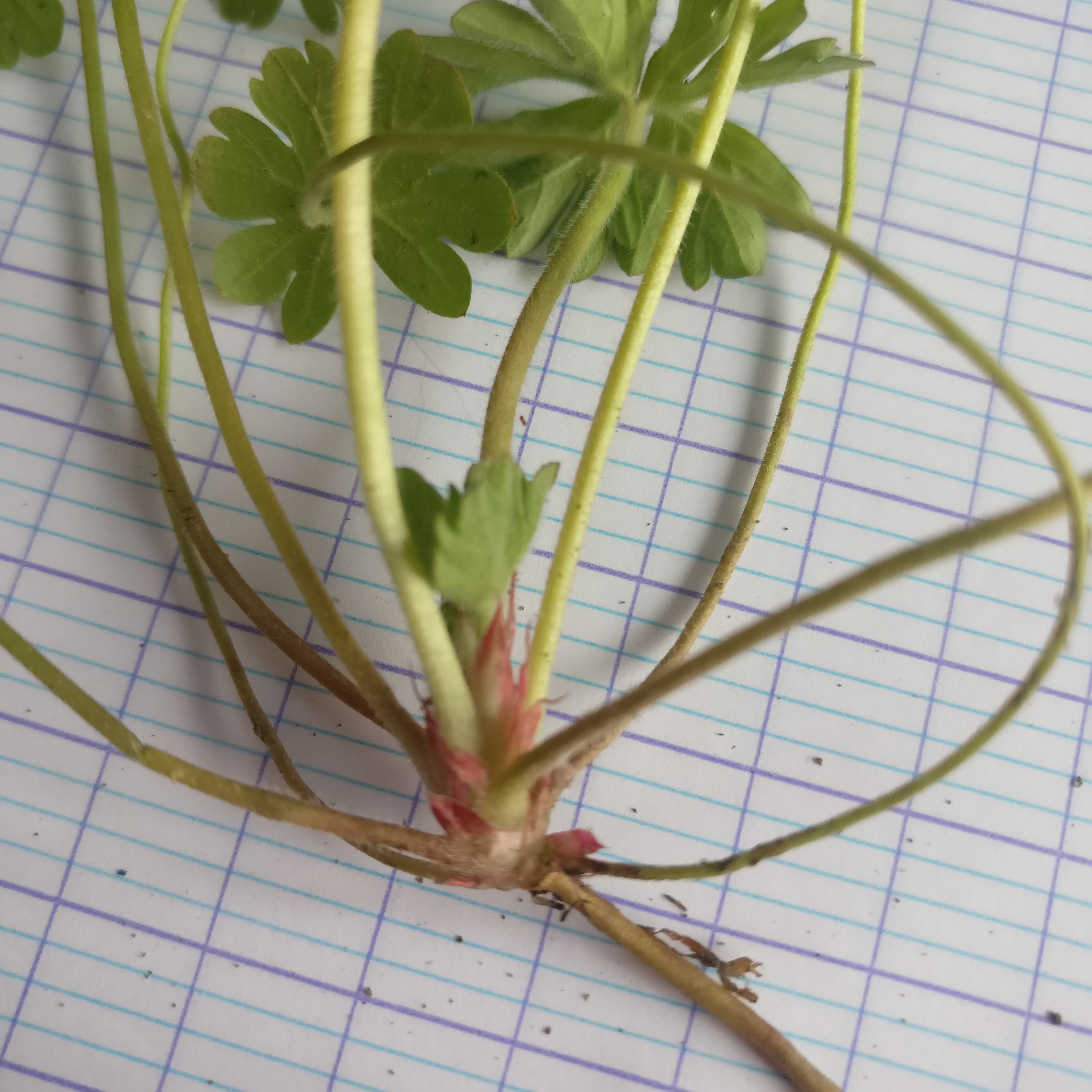 Annexe 90869954_2765142310376423_3770489735470907392_n.jpg