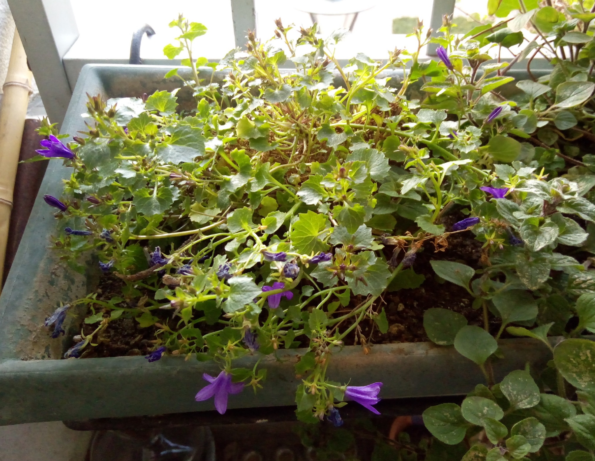 Annexe Campanule.jpg