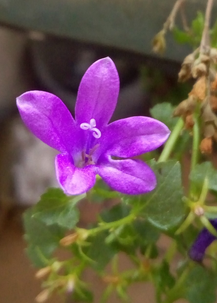 Annexe Campanule_fleur.jpg