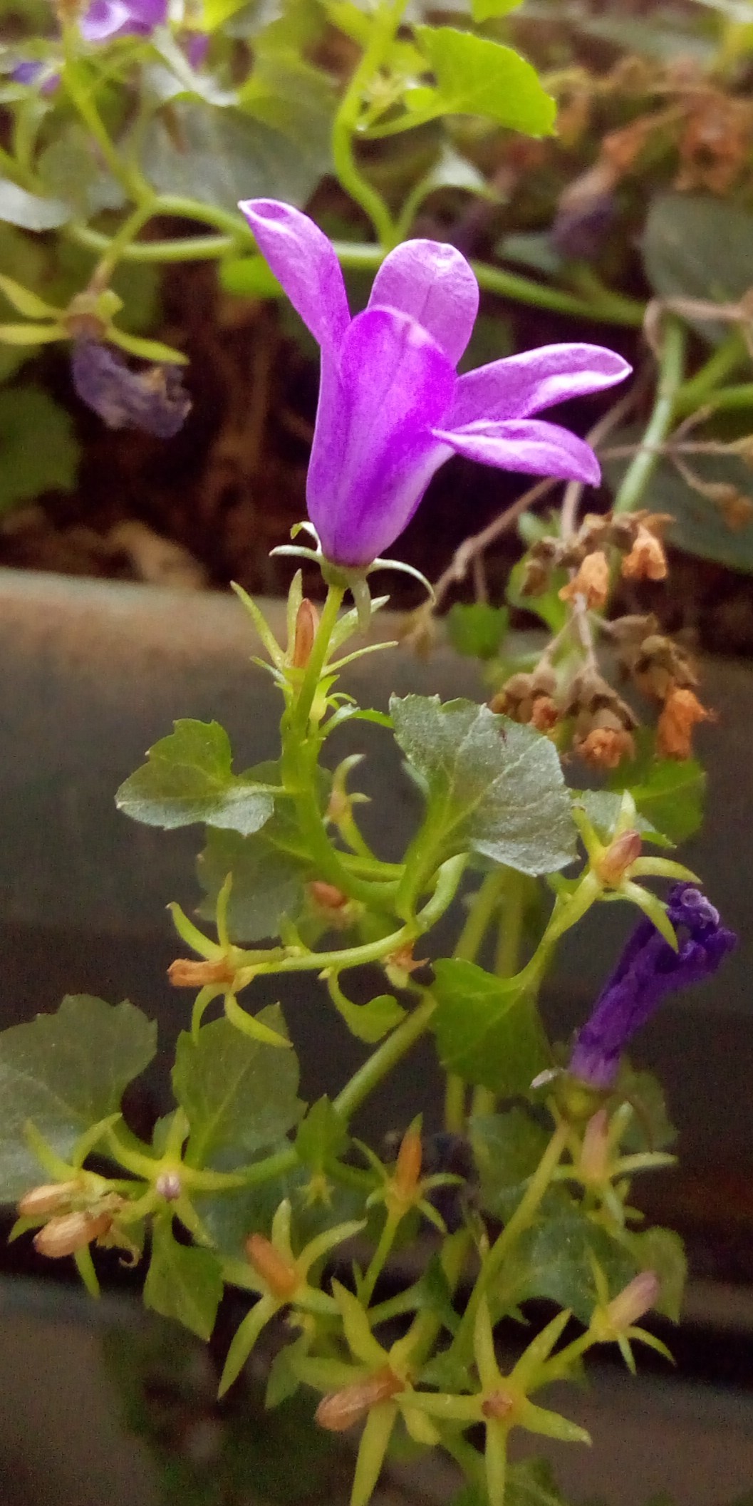 Annexe Campanule_fleurprofil.jpg