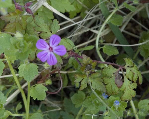 Annexe Fleur1-1 copie.jpg