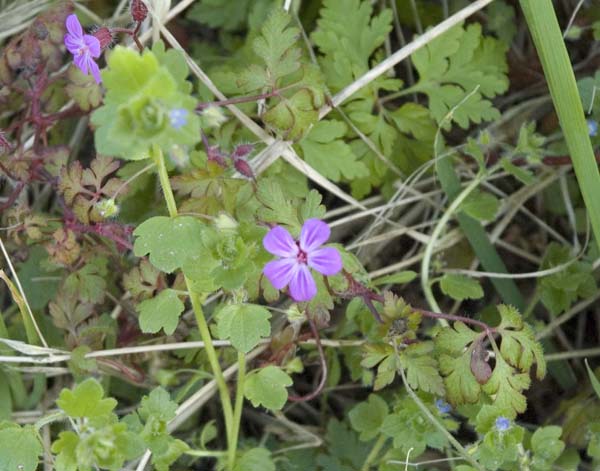 Annexe Fleur1-3 copie.jpg