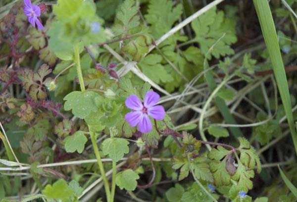 Annexe Fleur1-4.copie.jpg