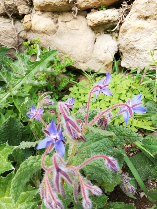 Annexe BOURACHE 2.jpg